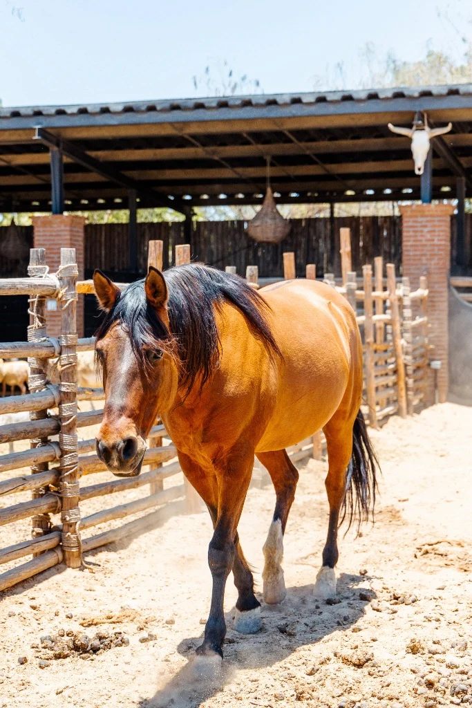 Horse at the ranch